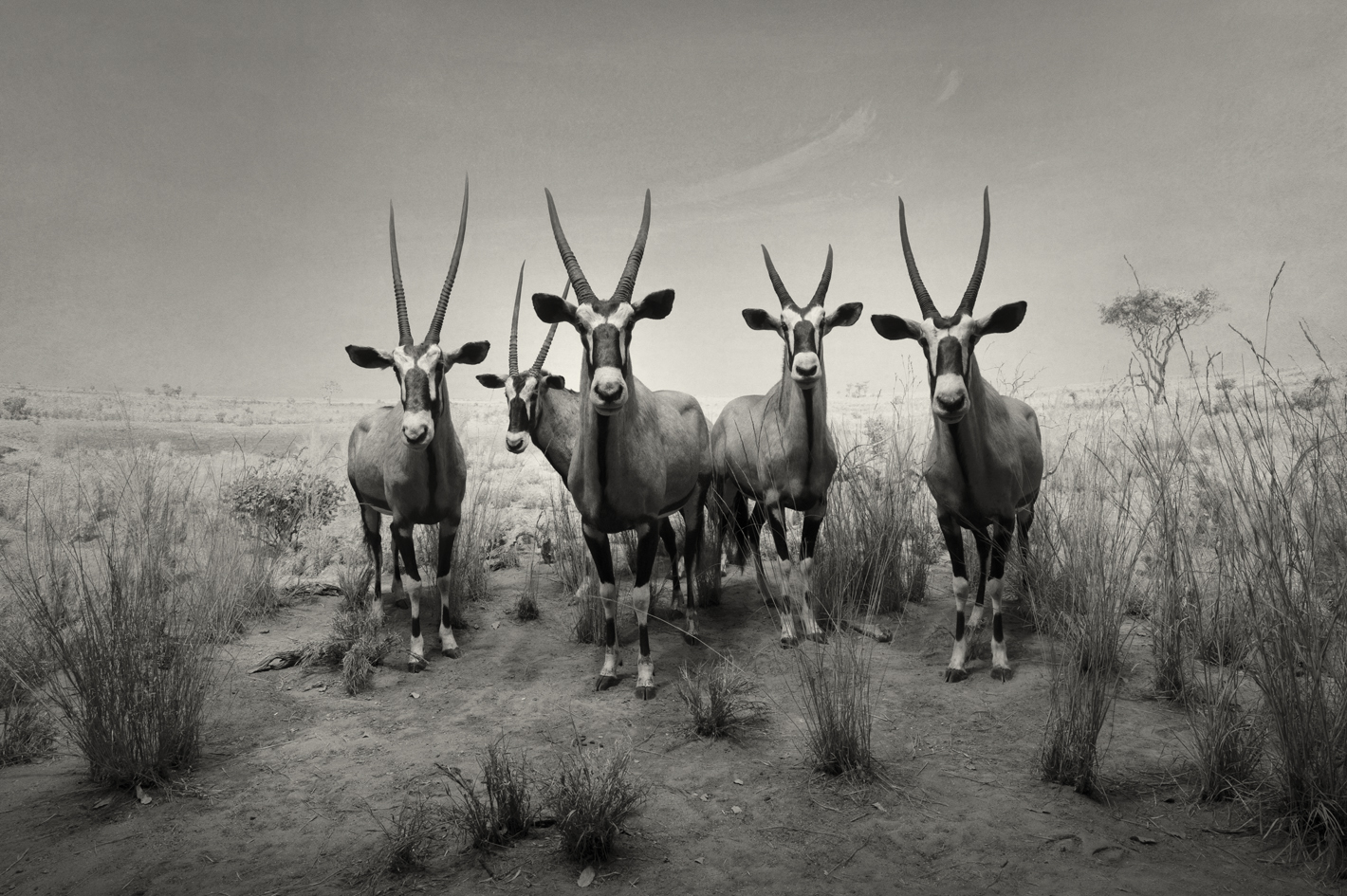 Gemsbok