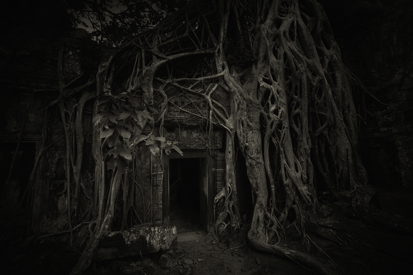 Strangler Fig 7 Ta Prohm Temple