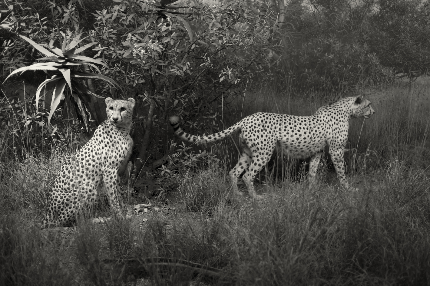 Cheetah
