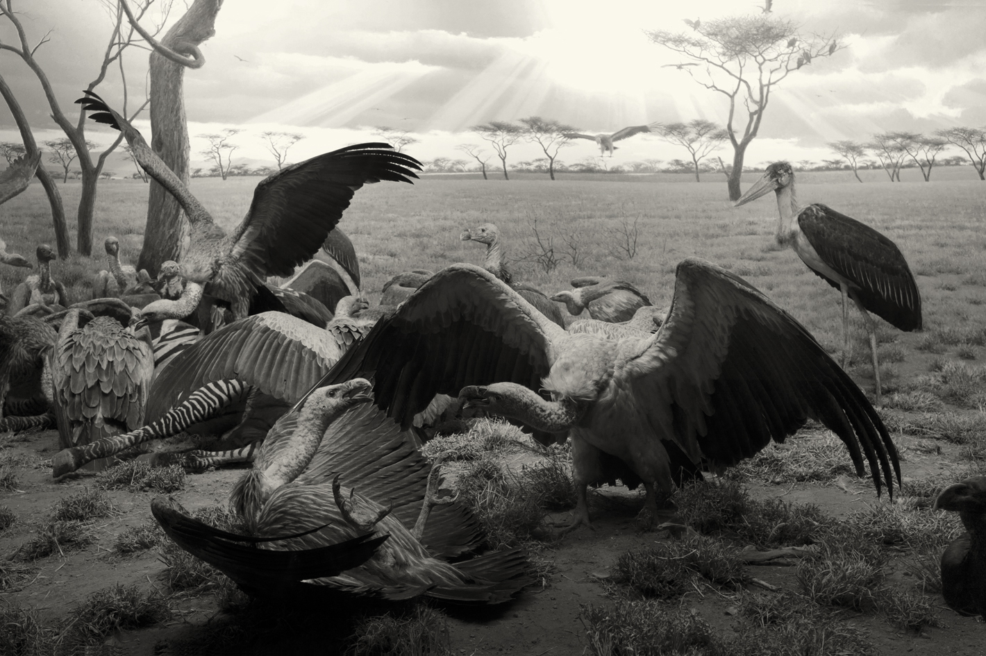 Vultures
