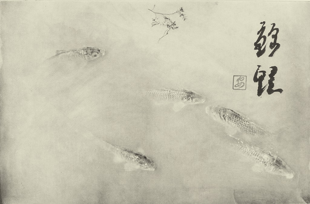 01.Nishikigoi.jpg